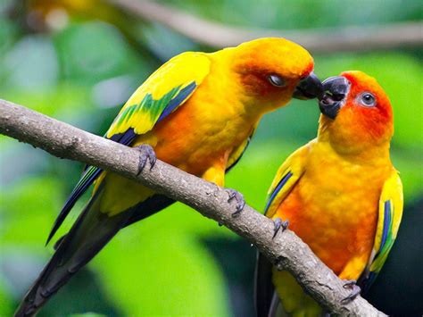 beautiful love birds photos|More.